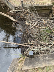 Beaver Activity